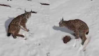Yaralı vaşağa yardım eli: Tır şoföründen örnek davranış