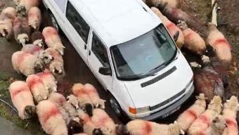 Trabzon’da koyunlar minibüsün etrafında halka oluşturdu