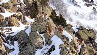 Munzur Dağları’nda sürü halindeki dağ keçileri dronla görüntülendi