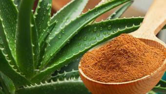 Ölmüş aloe verayı bile canlandırıyor! Dibine 1 kaşık dökmek yetiyor, kökleri besleyip anında coşturuyor!