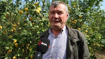 Adana'da hasadı başladı! Kilosu 40 TL: 81 ile kilo kilo satılıyor, böbrek taşı oluşumunu engelliyor