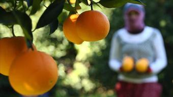Çöpe atan bin pişman oluyor! Böcek ilaçlarından 10 kat daha etkili