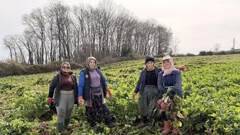 Samsun'da hasadı devam ediyor! Halk arasında 'Bedeş turpu' olarak biliniyor, kan şekerini terazi gibi dengeliyor