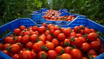 Domatesi yıllardır yanlış saklıyormuşuz! Bütün lezzetini sıfırlayan en büyük hata
