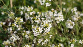 Avrupa her yerde onu arıyor: Bahçenizdeki o bitkiyle karıştırmayın, servet değerinde!
