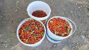 Doğada bedava, raflarda cep yakıyor: Hepsi şifa deposu olan o bitkiler kendi kendine yetişiyor: İşte Anadolu'nun unutulan nimetleri