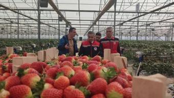 Aydın'da hasadı başladı! C vitamini depolarını dolduruyor, daralmış damarlara nefes aldırıyor