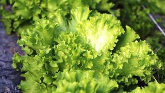 Dünyanın açık ara en faydalı sebzesi! Türkler evine bile sokmuyor, değerini bilen yok