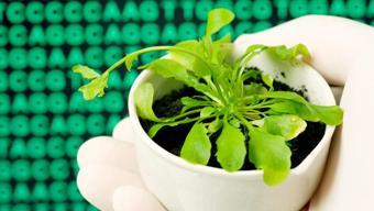 Tohumu 4 bin TL'ye satılıyor! Sadece 42 günde tüketilmesi gerekiyor, Faydası çok ama Türkiye'de değerini bilen yok