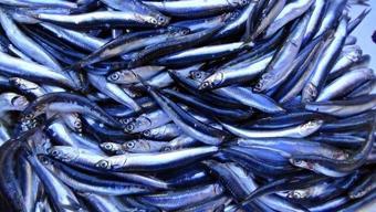 Denizde hamsi bitince en ucuz balık değişti! Kilosu 100 TL'den satılıyor