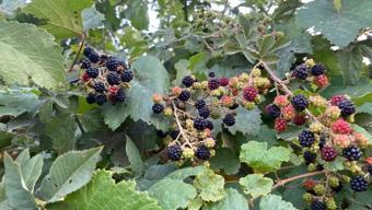 Doğada "bedava" yetişiyor ama fiyatı el yakıyor: Kilosu 1300 TL'ye çıktı