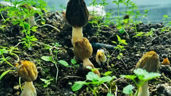 Kilosu 5 bin TL'ye satılıyor! Doğada nadiren bulunuyor: Mersin'de üretip kilo kilo satmayı öğrenecekler