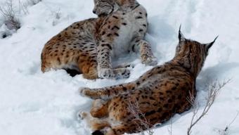 Kar üstündeki vaşaklar görüntülendi