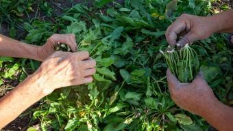 Türkiye’nin dört bir yanında kendi kendine büyüyor:Herkes yabani ot sanıp atıyor! Meğer dünyanın en sağlıklı sebzesiymiş!