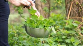 Yol kenarında görüp geçiyoruz ama tam bir eczane! Bir fincanı bile yetiyor