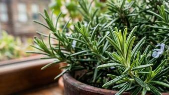 Kokusunu alan bir daha hiçbir şeyi unutmuyor! Zihni çelik gibi yapan o mucize