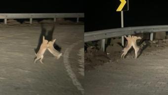 Çanakkale'de 2 tavşan yol kenarında yumruk yumruğa kavga etti
