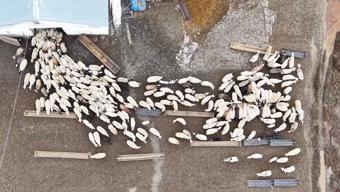 Kuzular anneleri ile buluştu, o anlar dron kamerasıyla görüntülendi