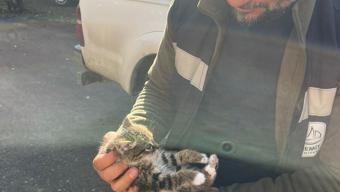 Van'da çatıda mahsur kalan yavru kedi kurtarıldı