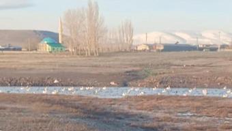 Sınır köyü Küçük Aküzüm, göçmen kuşları misafir ediyor