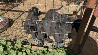 Yavru köpeklerin kulaklarını kesip satan üreticiye 327 bin TL para cezası