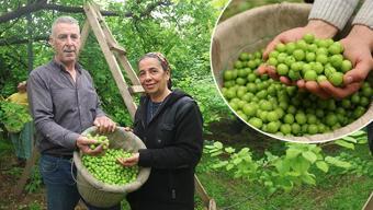 Turfanda hasadı başladı, kilosu 350 TL! Avrupa'ya kilo kilo satılıyor: Demir emilimini artırıp kansızlığı engelliyor