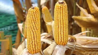 Sokaktaki lezzetin sırrı buymuş! Evde süt tadında, lokum gibi mısır tarifi