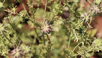 Kendisi küçük ama etkisi büyük! Ölüm hariç her derde deva olan şifa tohumu, iltihabın da kökünü kurutuyor