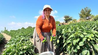 Biber tüketirken 2 kez düşünün! Bu detaya dikkat edilmezse zararı çok