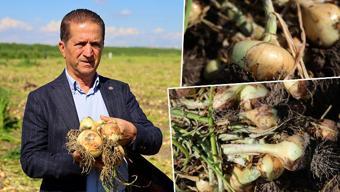 Doğal antibiyotikte turfanda hasat başladı! Kilosuna 15 TL fiyat bekleniyor, kışlığı ise kilosu 3 TL'den satılıyor!