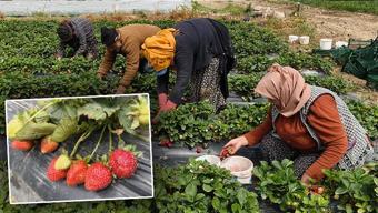 Hasadı başladı, kilosu 65 TL! Dubai ve Katar'a kilo kilo satılıyor: Kan şekerini dengeleyip kolajen depoluyor