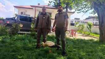 Gaziantep’te yaralı leylek bulundu