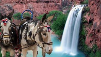 Buraya sadece katırla ulaşılabiliyor! Dünyanın en gelişmiş ülkesinde şaşırtan yolculuk: Tam 3 bin metre derinlikte