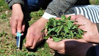 Doğada tamamen bedava! Pazardan alan kilosuna 250 TL ödüyor! Jiletle tek tek toplanıyor