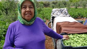 Mersin'de bereketli hasat başladı! Dalında altın değerinde, Türkiye'nin dört bir yanına satılıyor