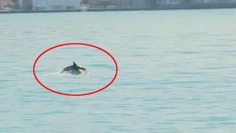 İstanbul Boğazı’nda neşeli misafir! Su yüzeyine çıktı