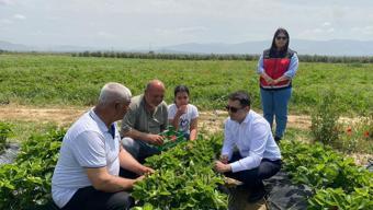 Hatay'da lezzetli hasat başladı! Kilosu 110 TL'ye kadar çıkıyor, tek tek toplanıp kiloyla satılıyor