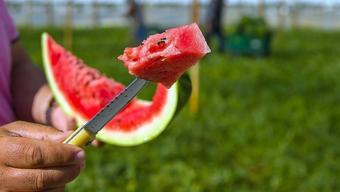 Karpuzun en tatlısı böyle seçilirmiş! Püf noktasını bilenler asla pişman olmuyor
