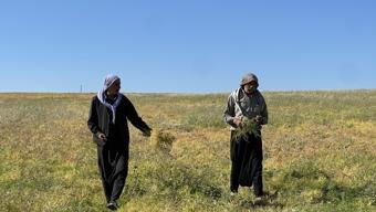 Dolu vurmayınca verim zirveye çıktı! Şanlıurfa'da yüz güldüren hasat başladı