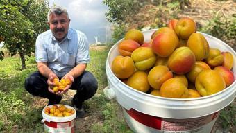 Ağaç başına tam 300 kilogram verim veriyor! 7 yıl önce dikti, yurt dışından talep yağıyor: Tadı şekerpareyi aratmıyor!