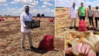 Şanlıurfa'da hasadı devam ediyor! 500 dekarlık alanda hummalı çalışma