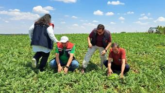 Tekirdağ'da ilk hasadı yapıldı! Kiloluk mutluluk çiftçinin kazanç kapısı olacak