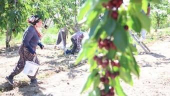 Fırat Havzası'nın gizli zenginliği: Geçen yılki don felaketinden sonra bu sene dallar doldu taştı