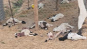 Diyarbakır'da köpeklerin saldırdığı 15 kuzu öldü