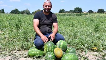 Babaeski'de hasadı başladı! İnce kabuğu, bol suyu ve yüksek şeker oranıyla damak çatlatıyor