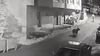 Çöp konteynerinin arkasından çıktı! Yavrularını koruyan ayı vatandaşı kovaladı