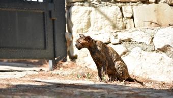 Alevlerin arasında kalan kedi 'Luna', tedaviye alındı