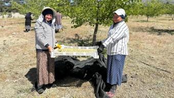 Meğer yıllardır şifa deposu yiyormuşuz! ABD'nin peşinde koştuğu Türk meyvesi belli oldu...