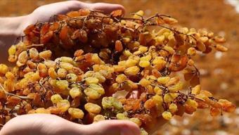 Günde bir avuç yemek yetiyor! Böbrekleri ve karaciğeri koruyup akciğerleri temizliyor