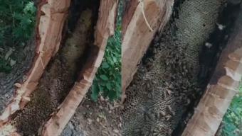 Bingöl’de şaşırtan keşif! Ağaç kovuğundan kilo kilo bal çıktı